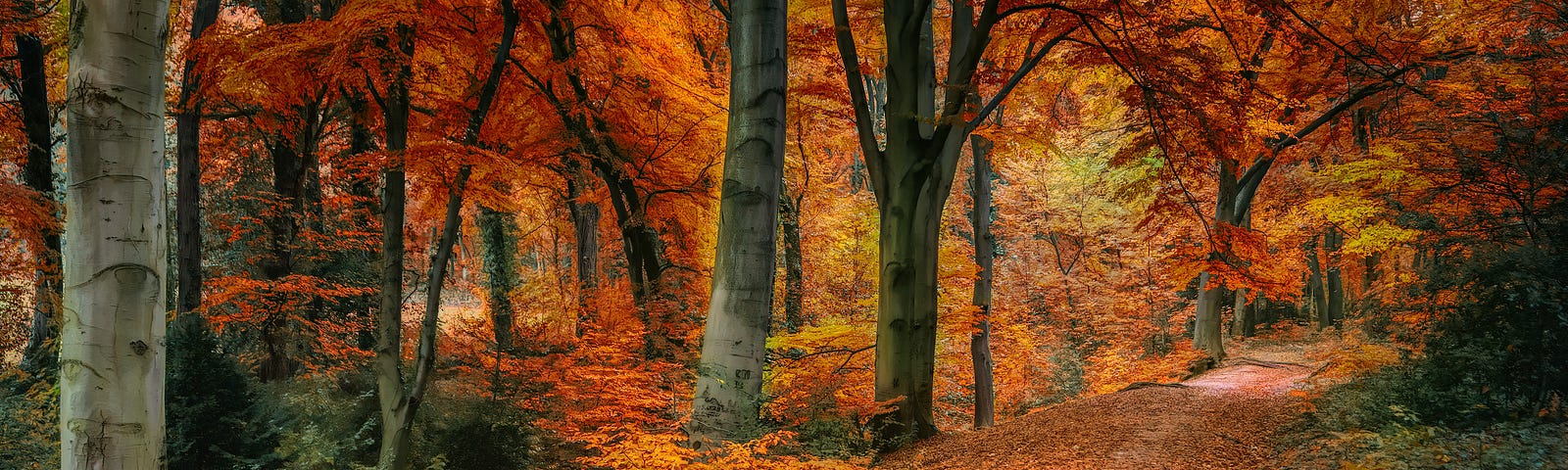 Golden carpet of autumn leaves on a clay road .