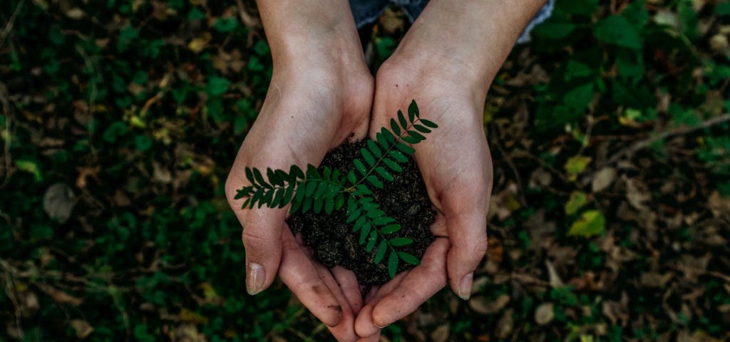 Soil and baby fern in two cupped hands