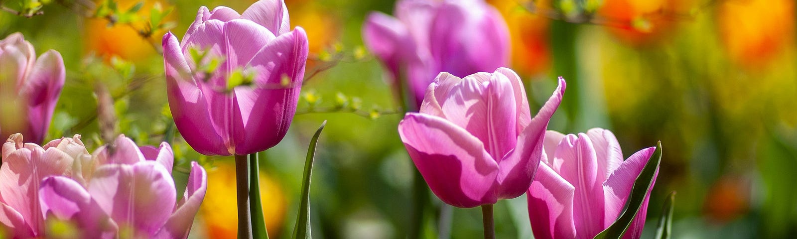 pink tulips