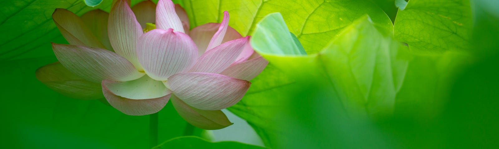 A beautiful lone light-pink flower surrounded by bright green leaves.