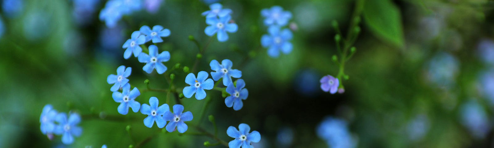 Forget-Me-Not blue flowers growing in a sprig across the deep green foilage that is slightly out of focus.