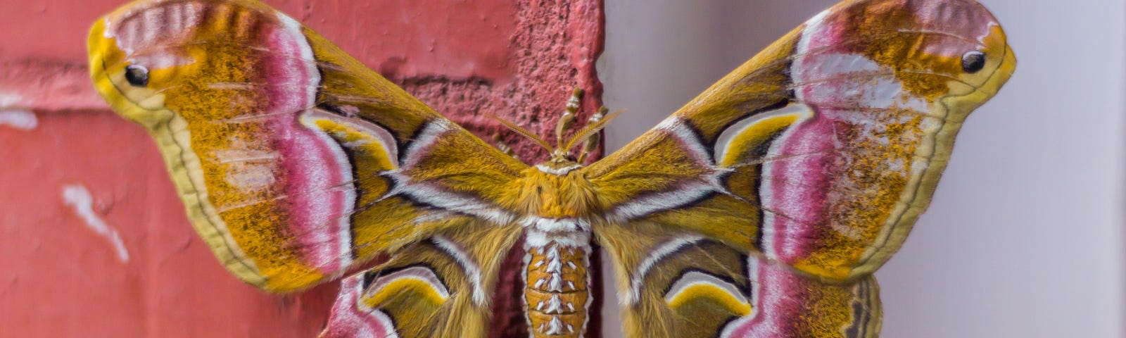 gold silkmoth with pink and white striations