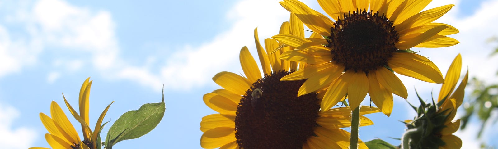 Image of several sunflowers photographed from a lower point against a light blue sky with some clouds.