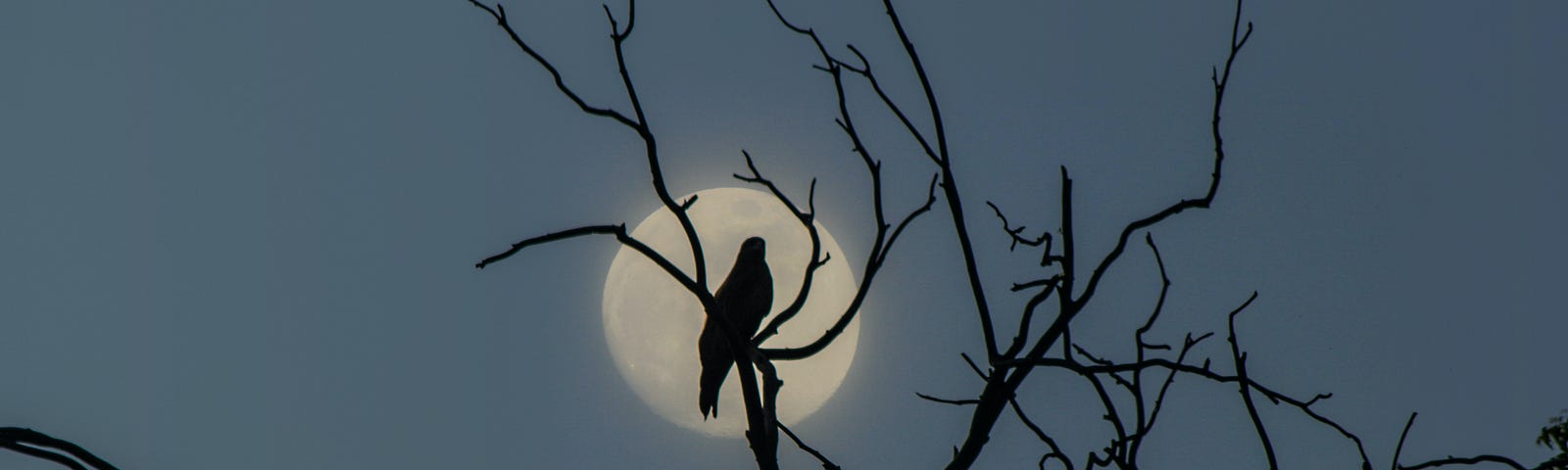 bird and tree branches silhouetted by the moon