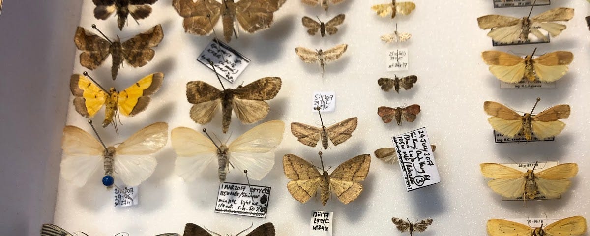 A case of a variety of Hong Kong moths in Dr. Roger Kendrick’s collection with tags showing information about each specimen.