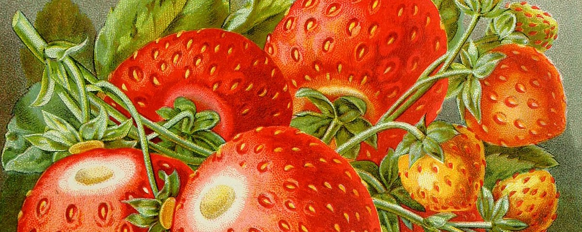 An illustration of part of a Shuckless Strawberry plant with leaves. There are various sizes of the bright red strawberries, some are still attached to the green stems, two large strawberries have the hull of the strawberry stem to the side and decorative scrolls in the top corners.
