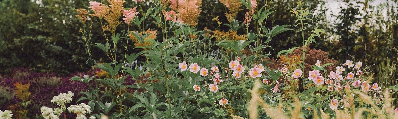 Image of a wild garden