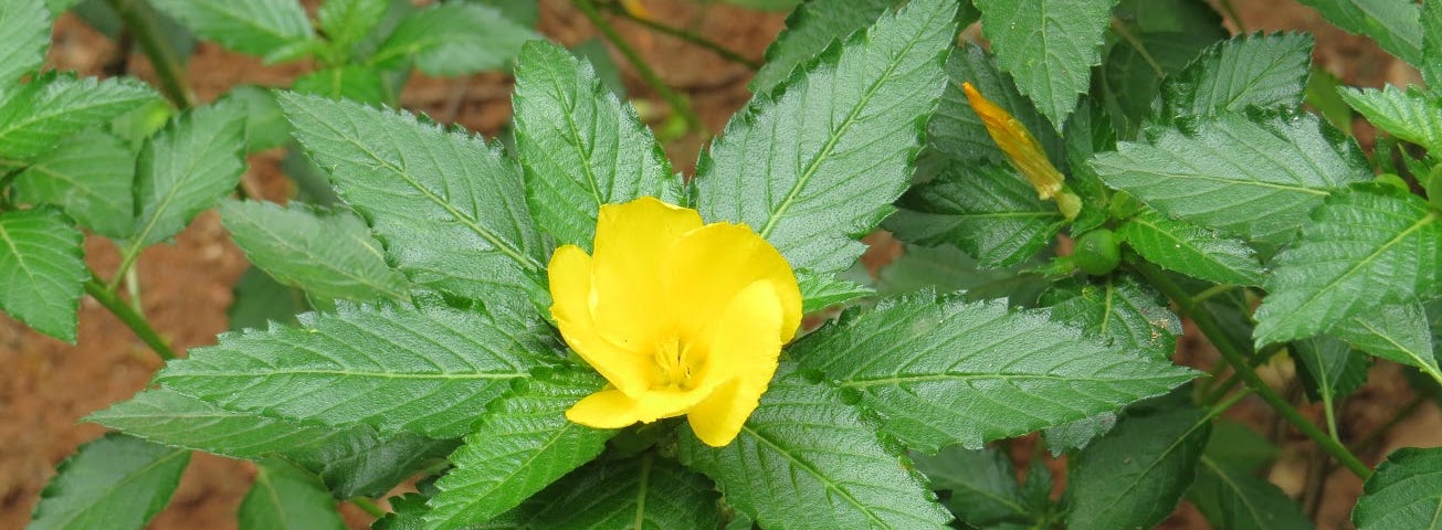 a yellow flower among green leaves