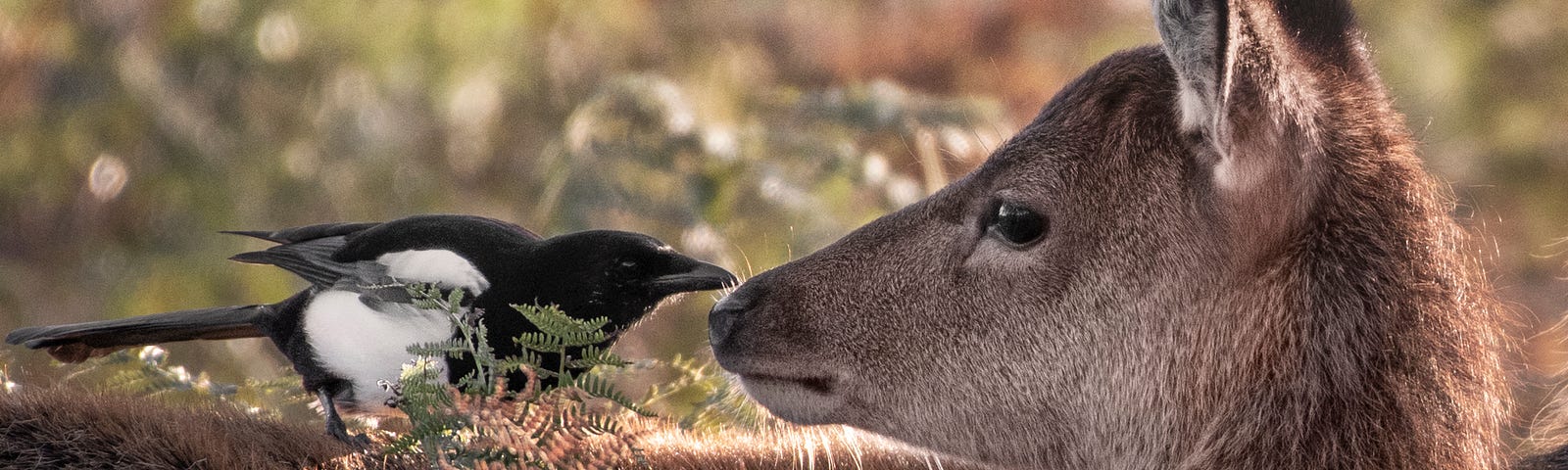 A magpie and a kangaroo