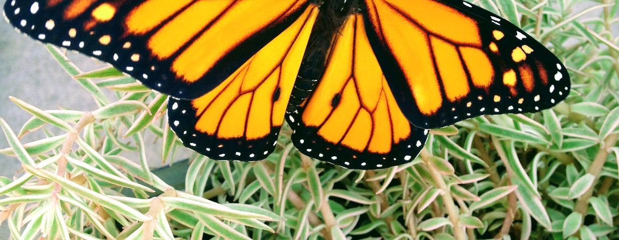 monarch butterfly on succulents in a pot