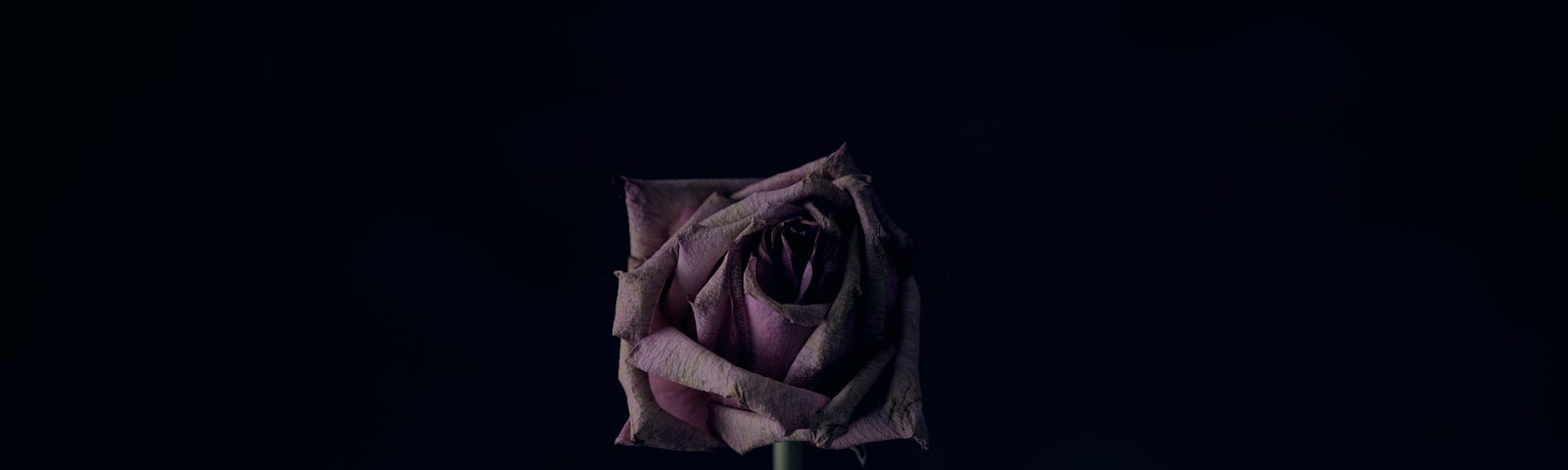 Dark purple rose against a black background
