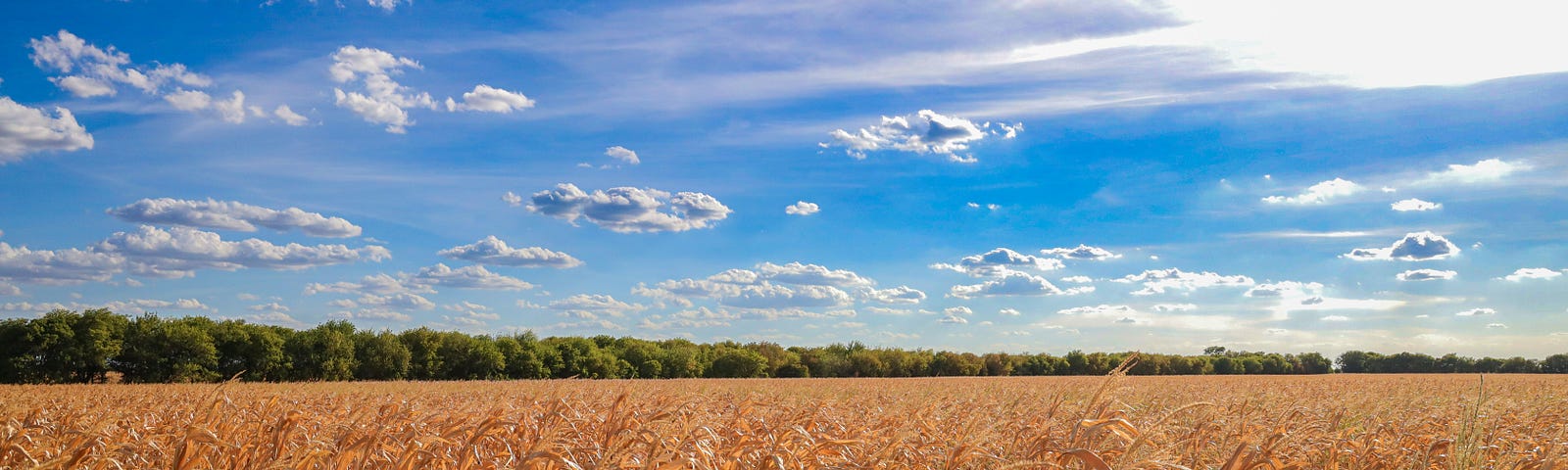 a field of corn drying in the fall