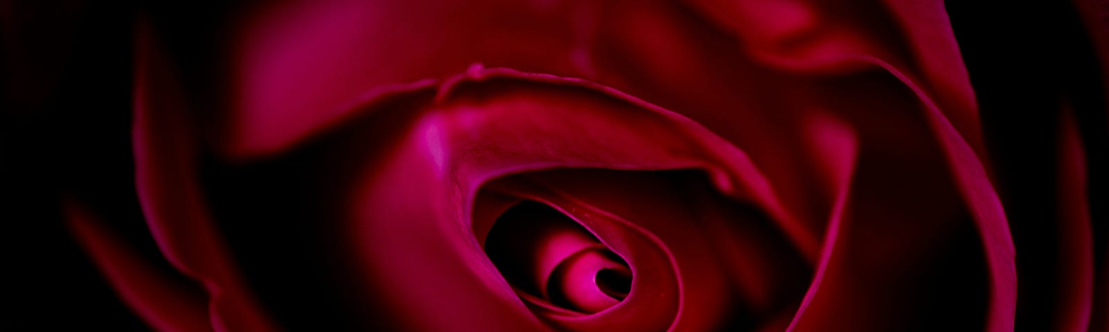 An image of a beautiful dark pink/magenta rose with spiral petals.