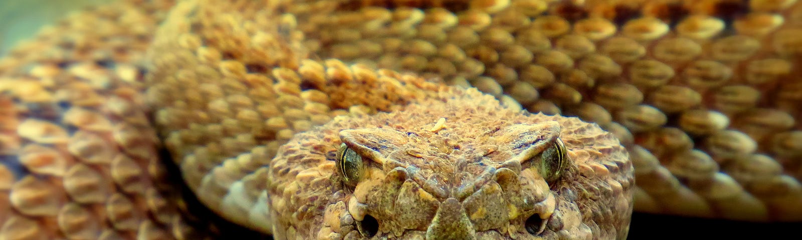 A rattlesnake with extended tongue looking at the camera
