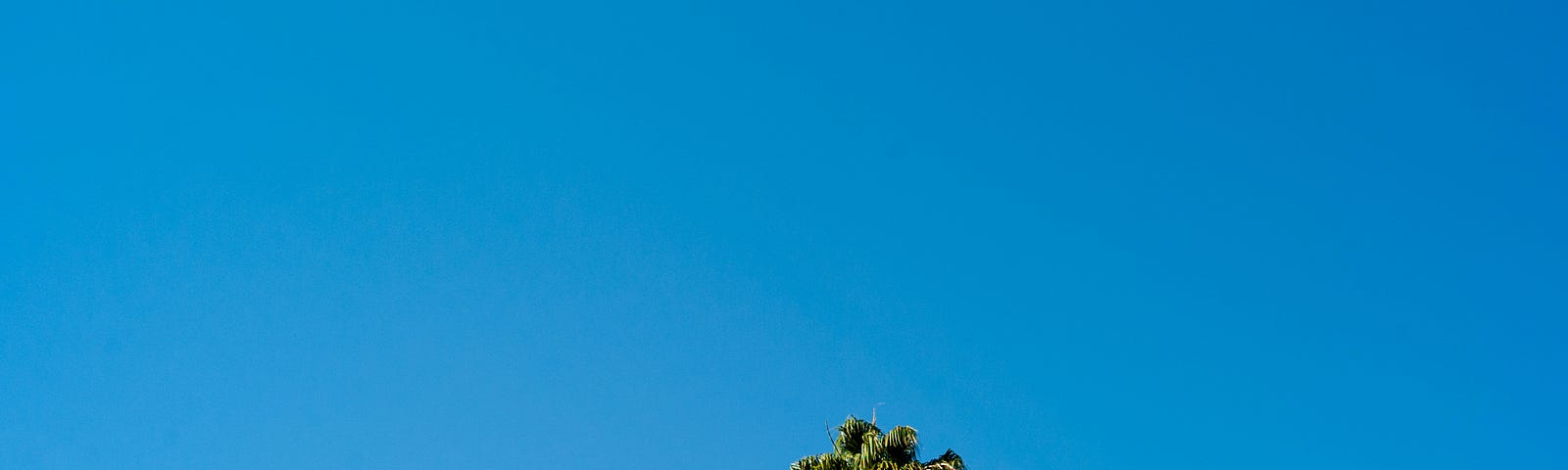 Tops of two palm trees against clear, blue sky.