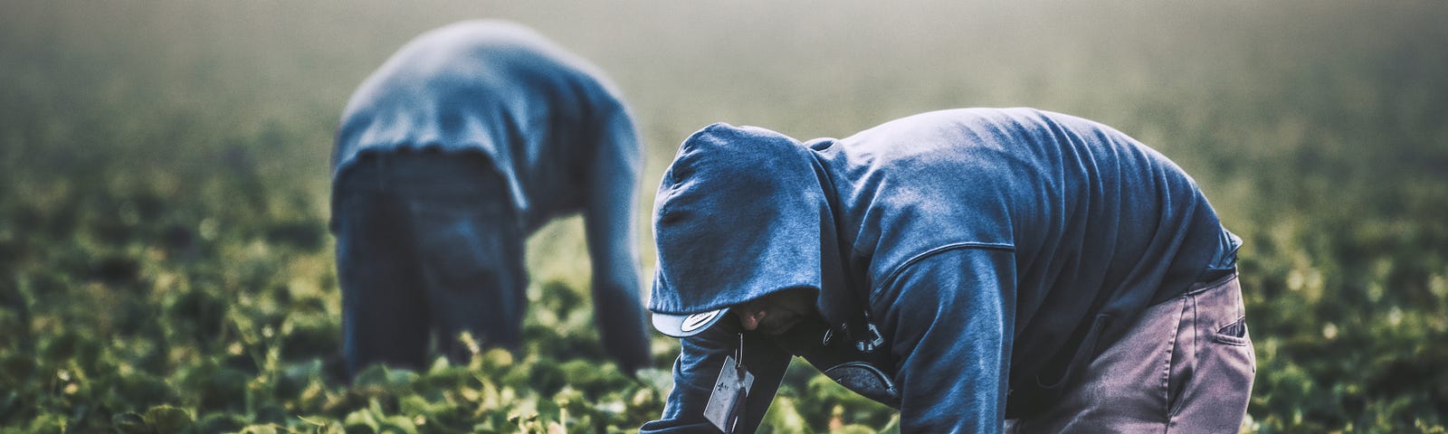 Two people toiling in the fields