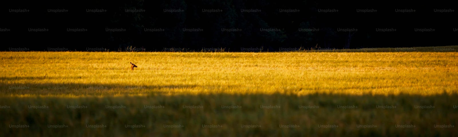 moonlit field