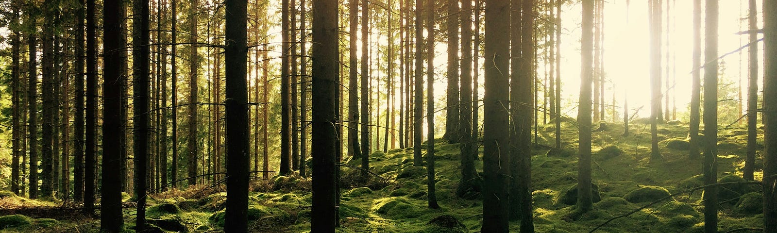 A pine forest with sun shining through