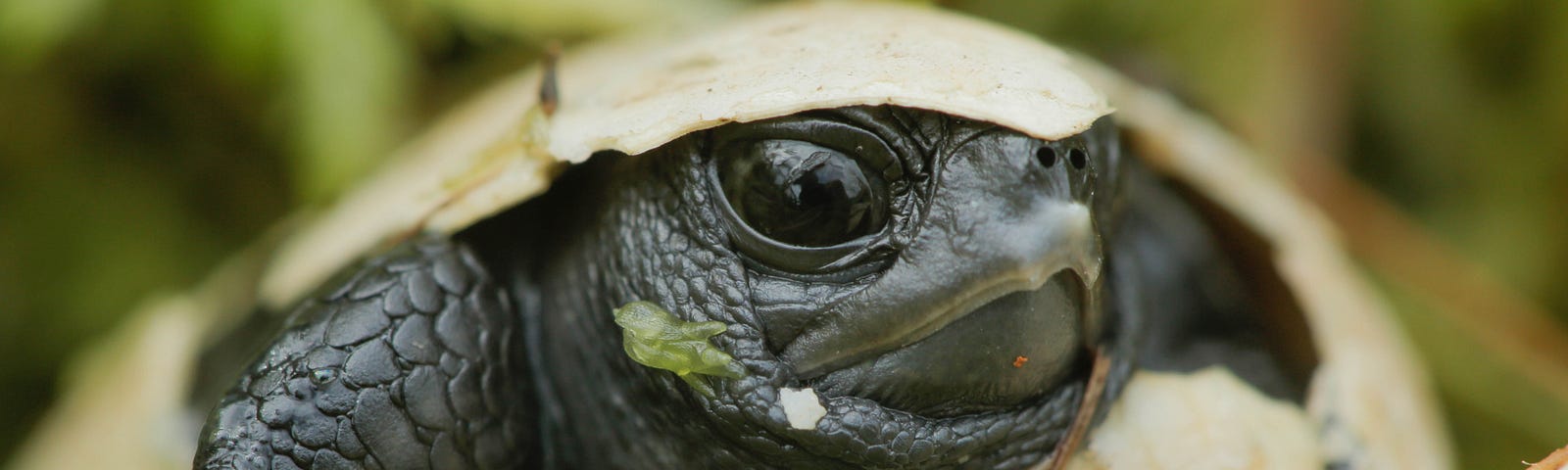 Bog turtle hatching