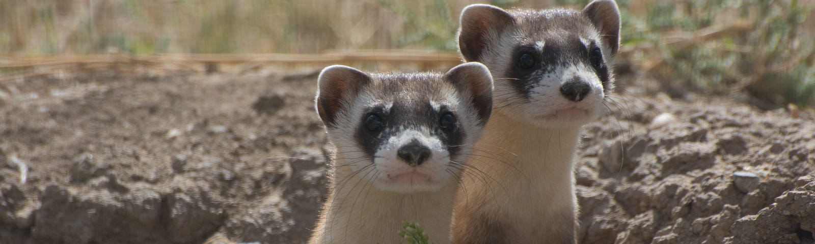 Black-footed ferrets 