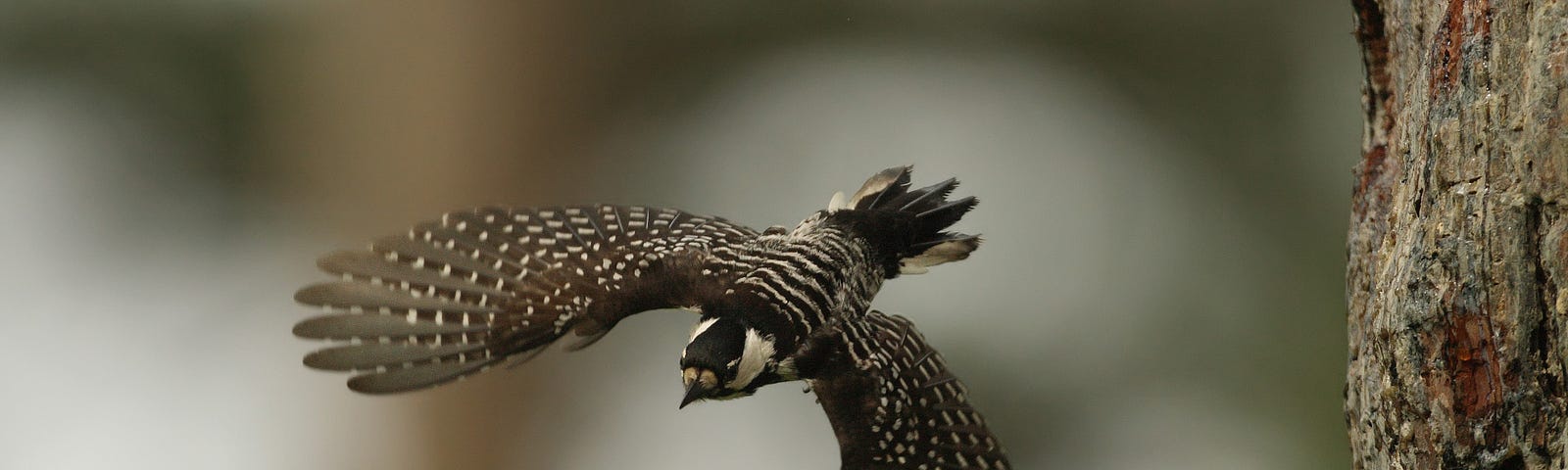A Red-cockaded woodpecker flies from its natural nest cavity on the Francis Marion National Forest in September, 2009.