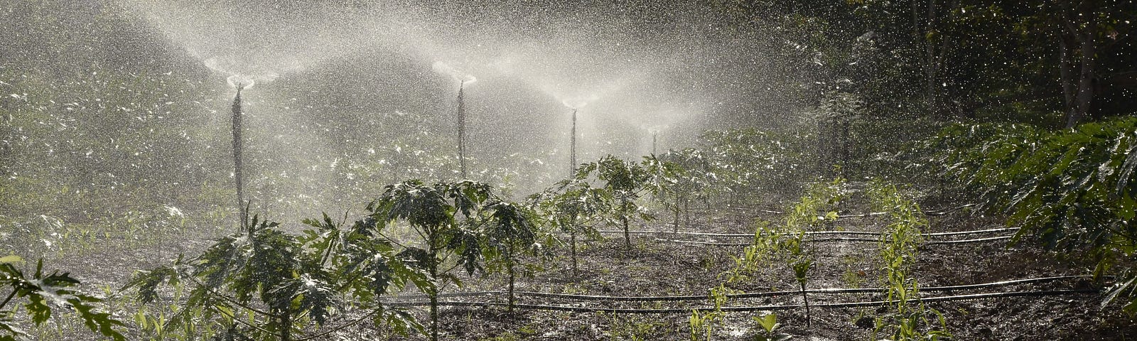 Spray irrigation on crops