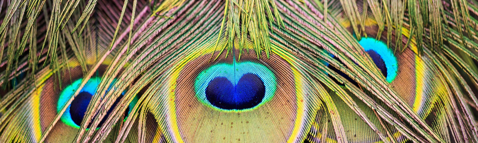 Billowing plumes of peacock feathers, a display of eyes looking at you.
