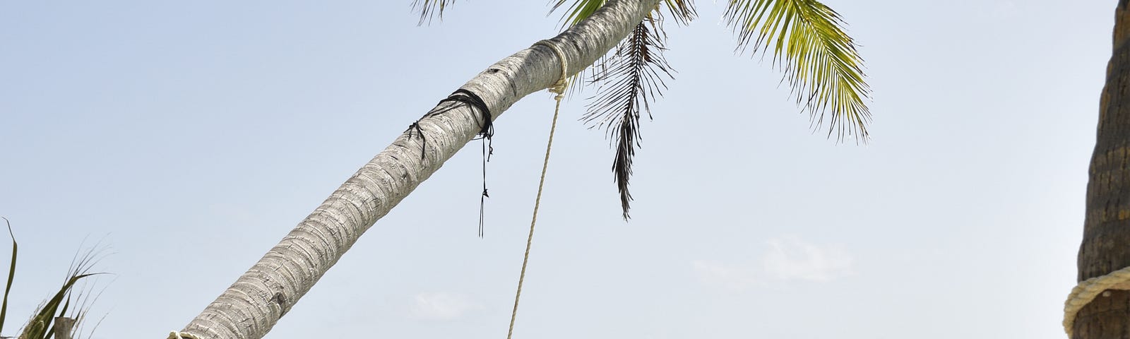 An image of a roped hammock between two palm trees with a light blue ocean in the background.