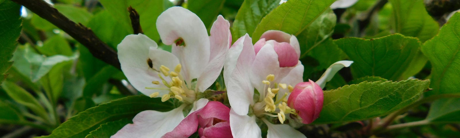 cherry bloss close up / or apple blossom close up