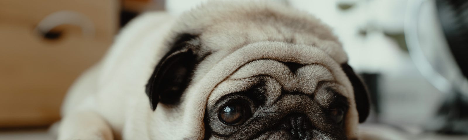 A white dog (one of thoese dogs that has a lot of wrinkle on their face)laying on the floor, looks confused.