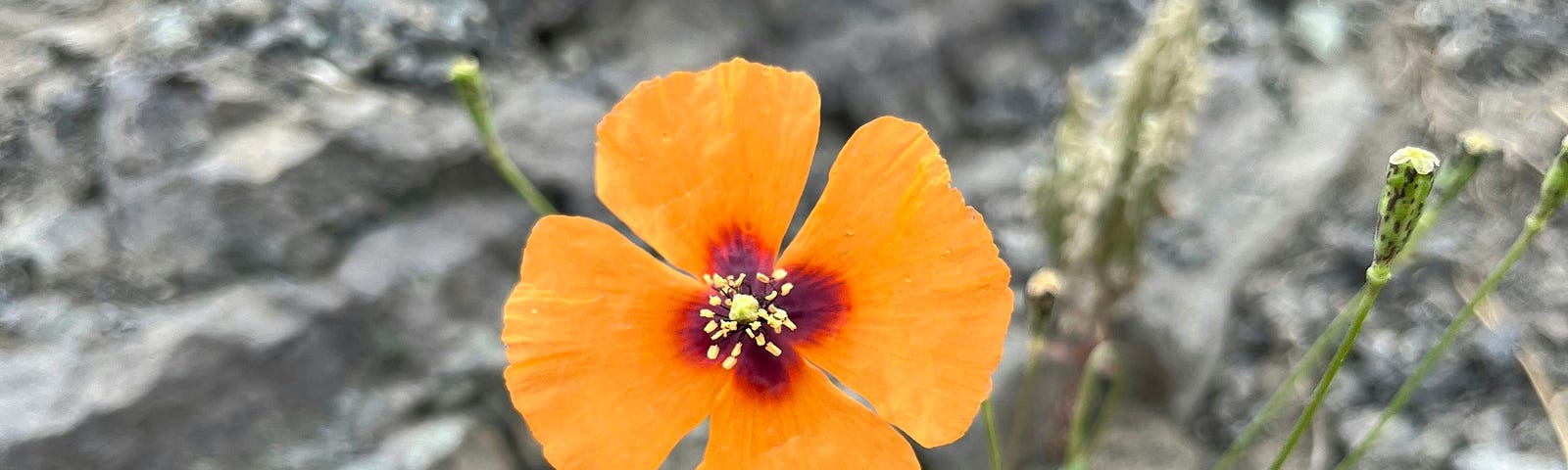flower in cracked soil