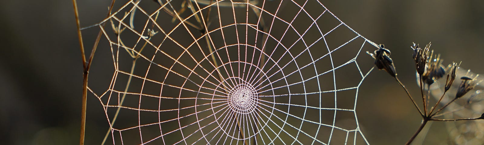 A dew-laden photo of a spiderweb; a metaphor for the connection and reciprocity we want to achieve in the way we create shared space for learning.