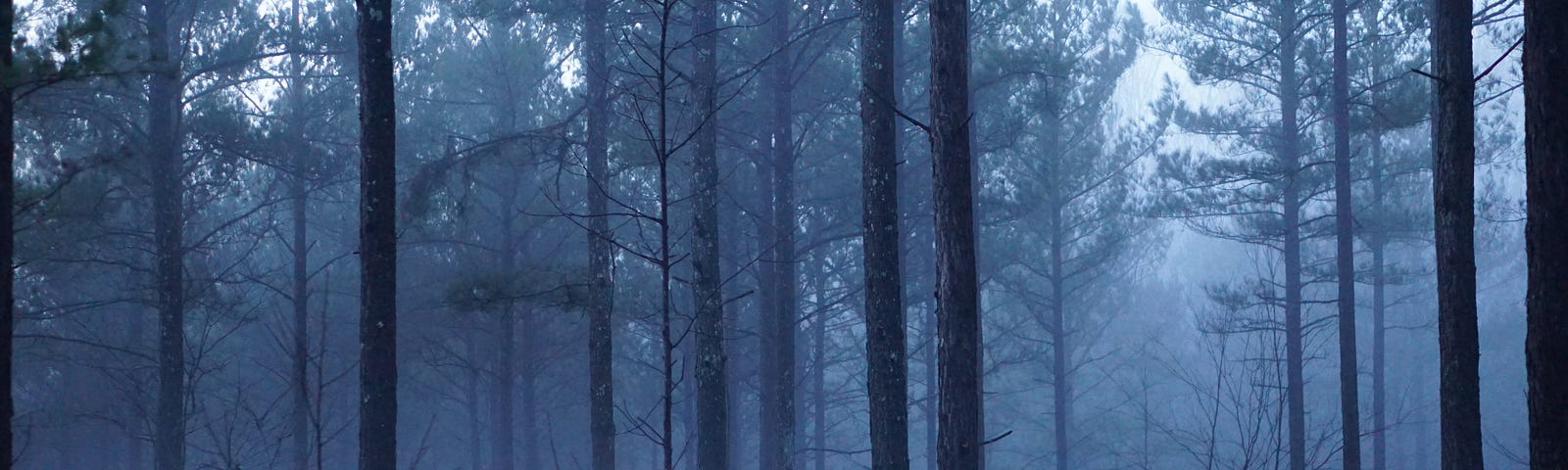 Foggy forest in dim light.