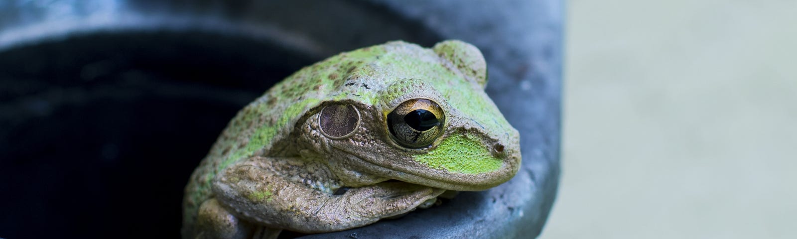 A frog at the edge of a pot.
