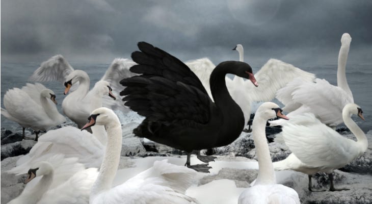 But What The Black Swan The author described Black Swans are… | by Hassam Chundrigar | Medium