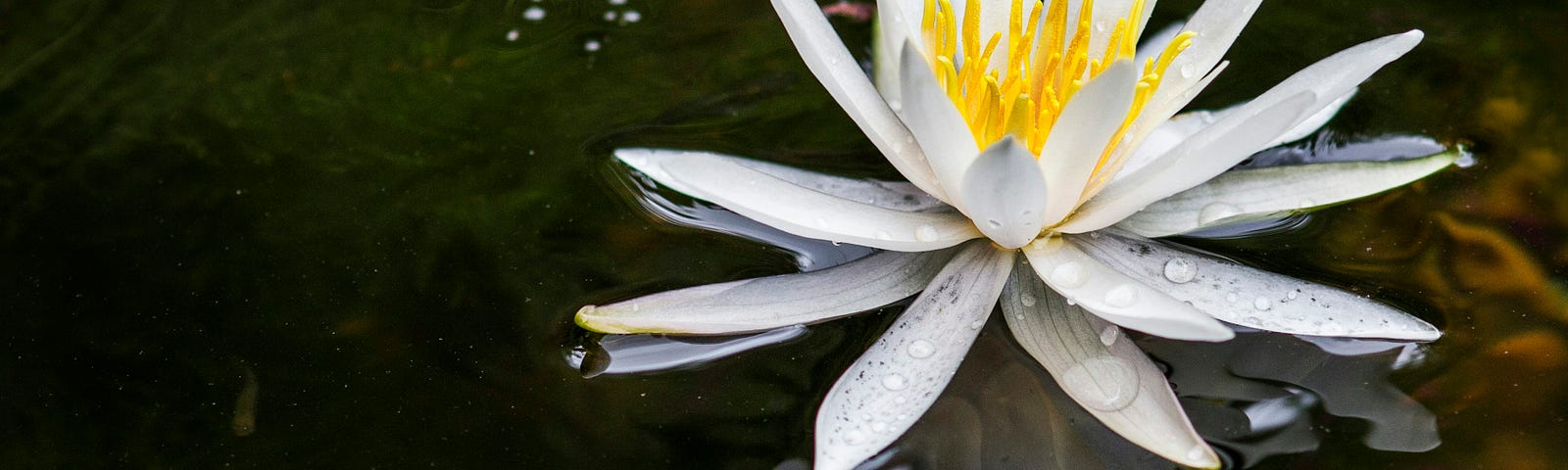 A small, orange goldfish swims in dark water by a white lotus flower