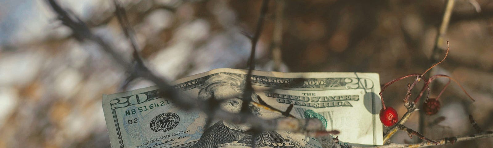 a $20 bill stuck in the twigs of a bare, thorny bush