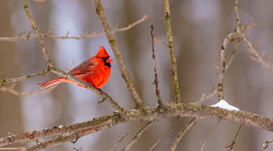 pássaro vermelho num galho seco — banco de dados firebird listar colunas em tabela