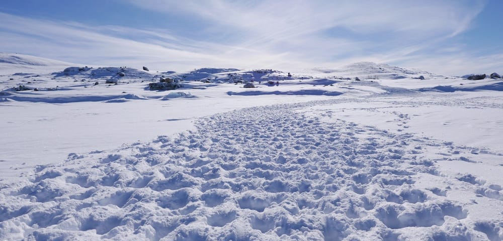 Hoofprints in the snow.