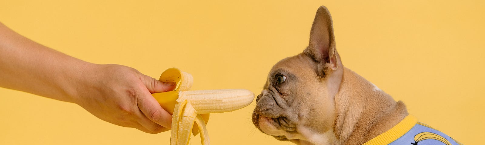 A cute dog in a banana shirt sniffing a banana.