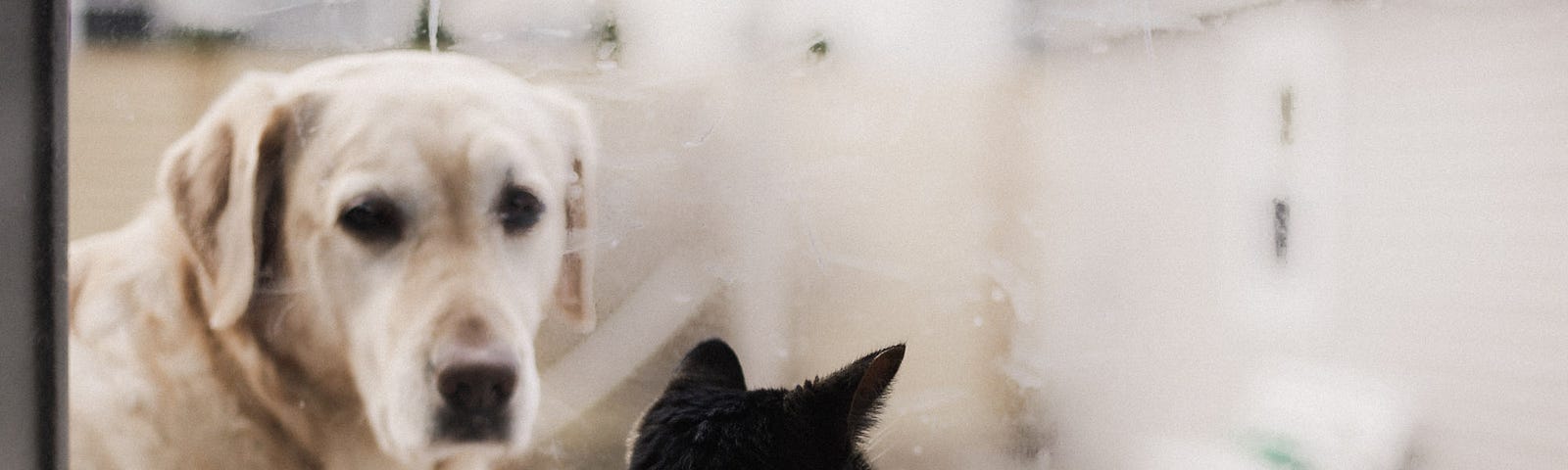 a dog looking through the door at a cat