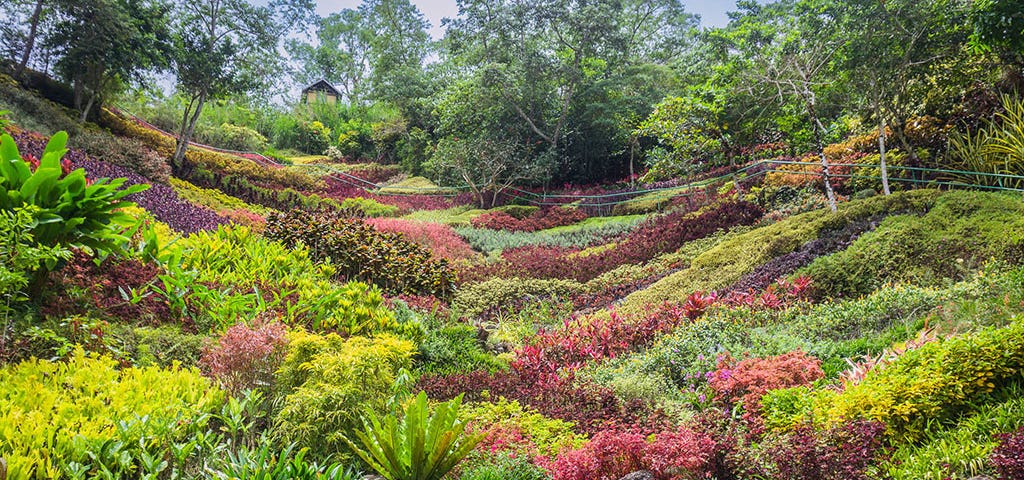 Wide shot of the main garden of the Lakeview le Jardin