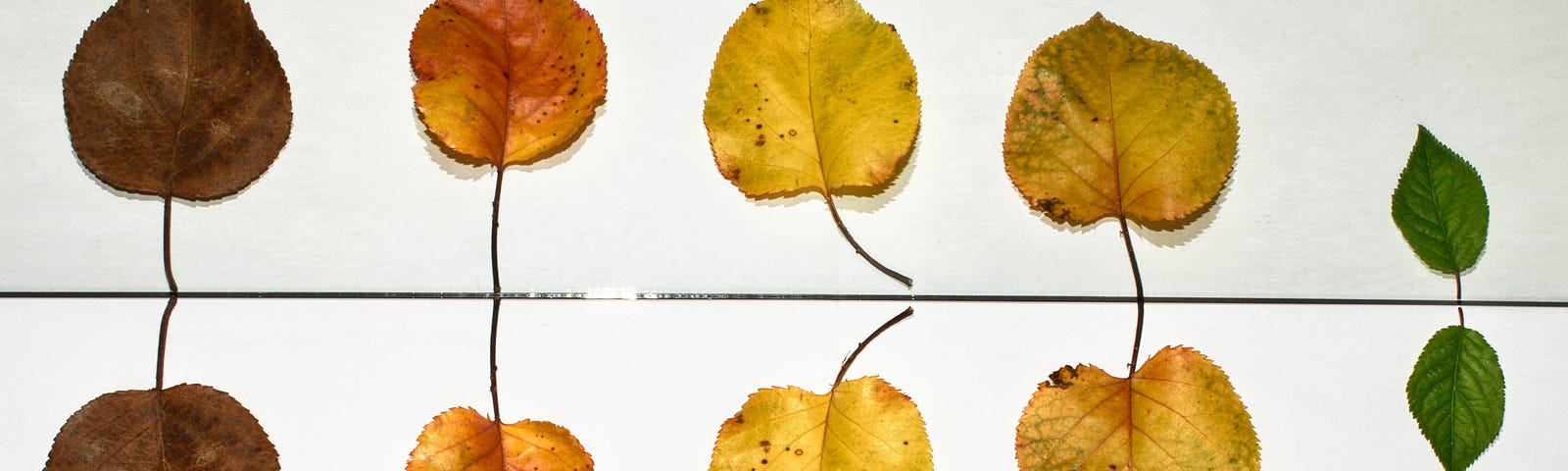 5 leaves aligned one next to another, starting from the largest to the smallest. Also, each leaf is different color, starting from the most brown, then ornage, yellow, and finally green.