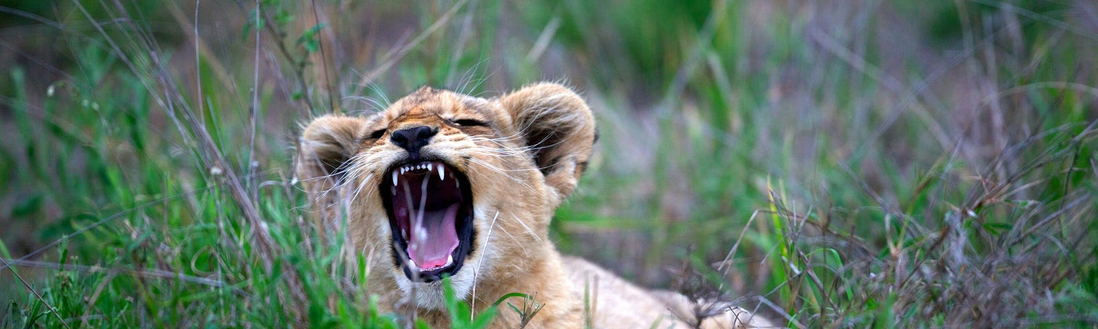 A yawning baby lion.