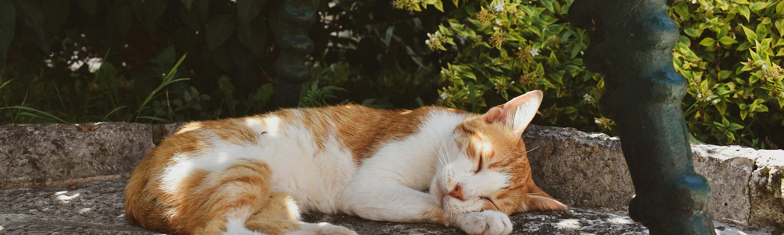 ginger and white cate reclining on concrete slab with bushes in background