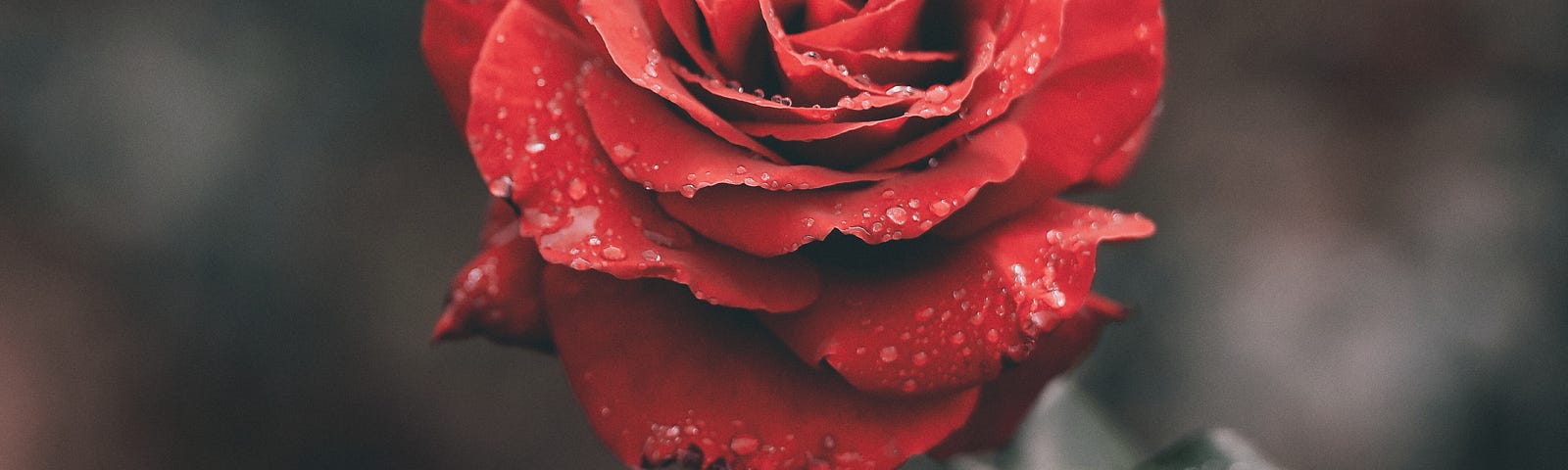 A red rose with water droplets.