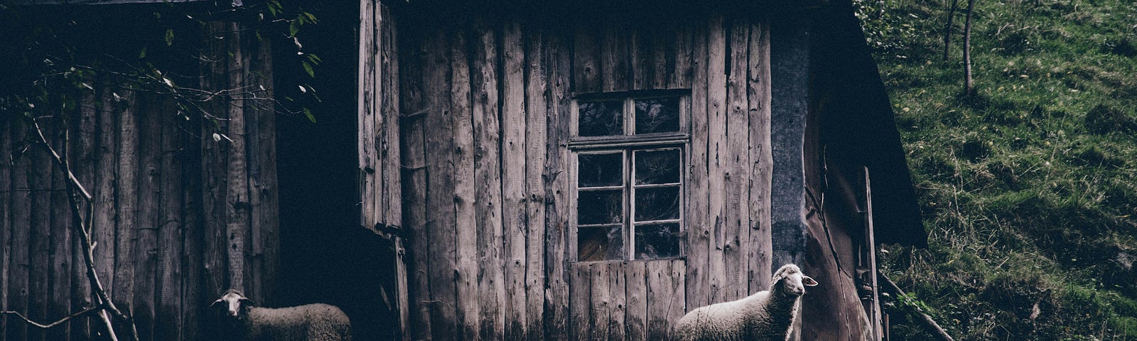 run-down cottage in the woods, two sheep on the porch