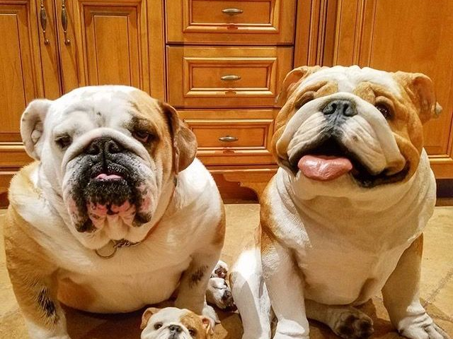 An image of two very cute and wrinkly fully grown bulldogs with one bulldog puppy.