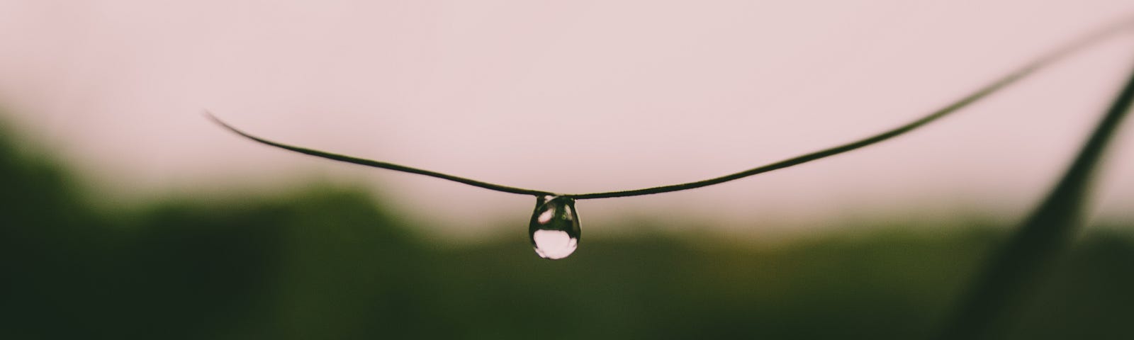A doplet of water clings to a very thin blad of grass. The blade of grass is horizontal and the water droplet looks like it might fall. The background is a grayish pink sky and blurred greenery.