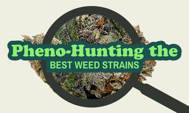 Pheno-hunting the best weed strains with cannabis under a magnifying glass by Hotgrass